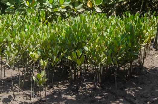 Mangroves in Kenya