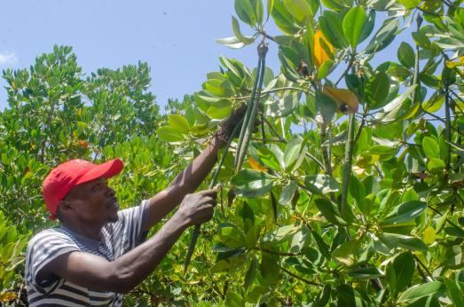 Man with mangrove in kenya