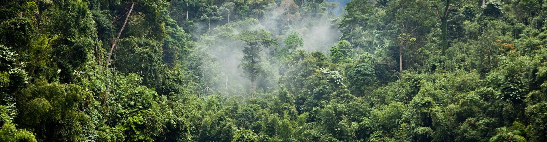 Transparenz als entscheidendes Kriterium: „ClimatePartner-zertifiziert“ hebt Verbraucherinformationen auf neues Level Wald mit grünlichem See