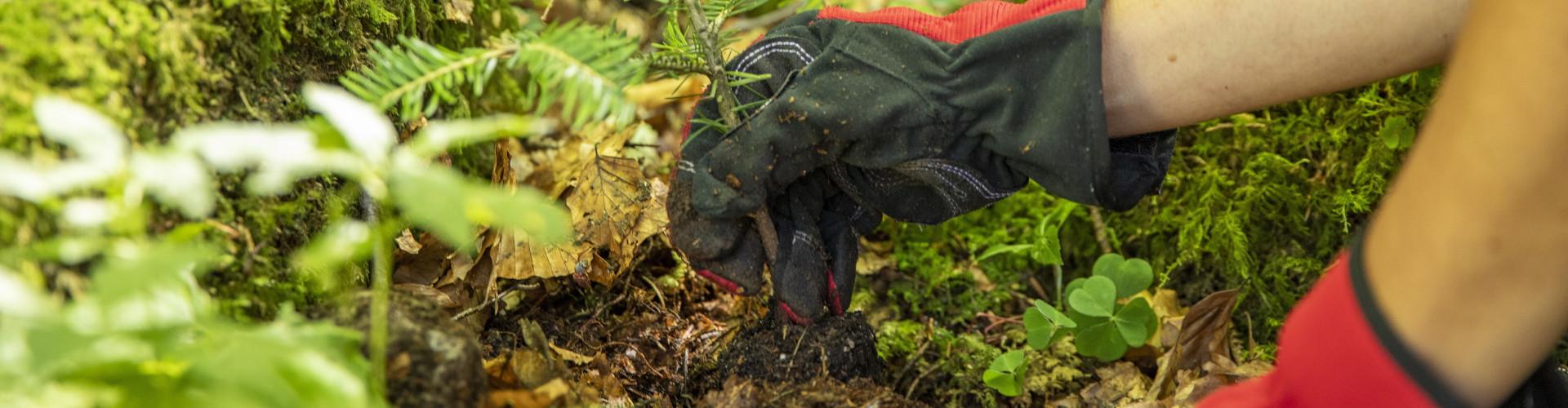 Hände mit Handschuhen pflanzen einen Nadelbaum-Setzling