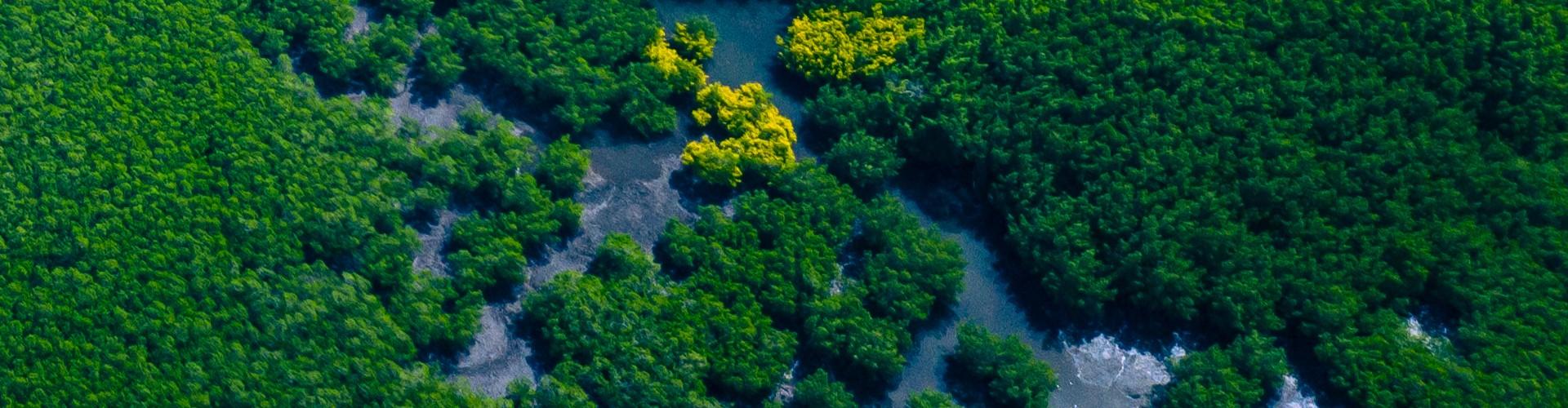 Press Kit Draufsicht einer grünen Landschaft