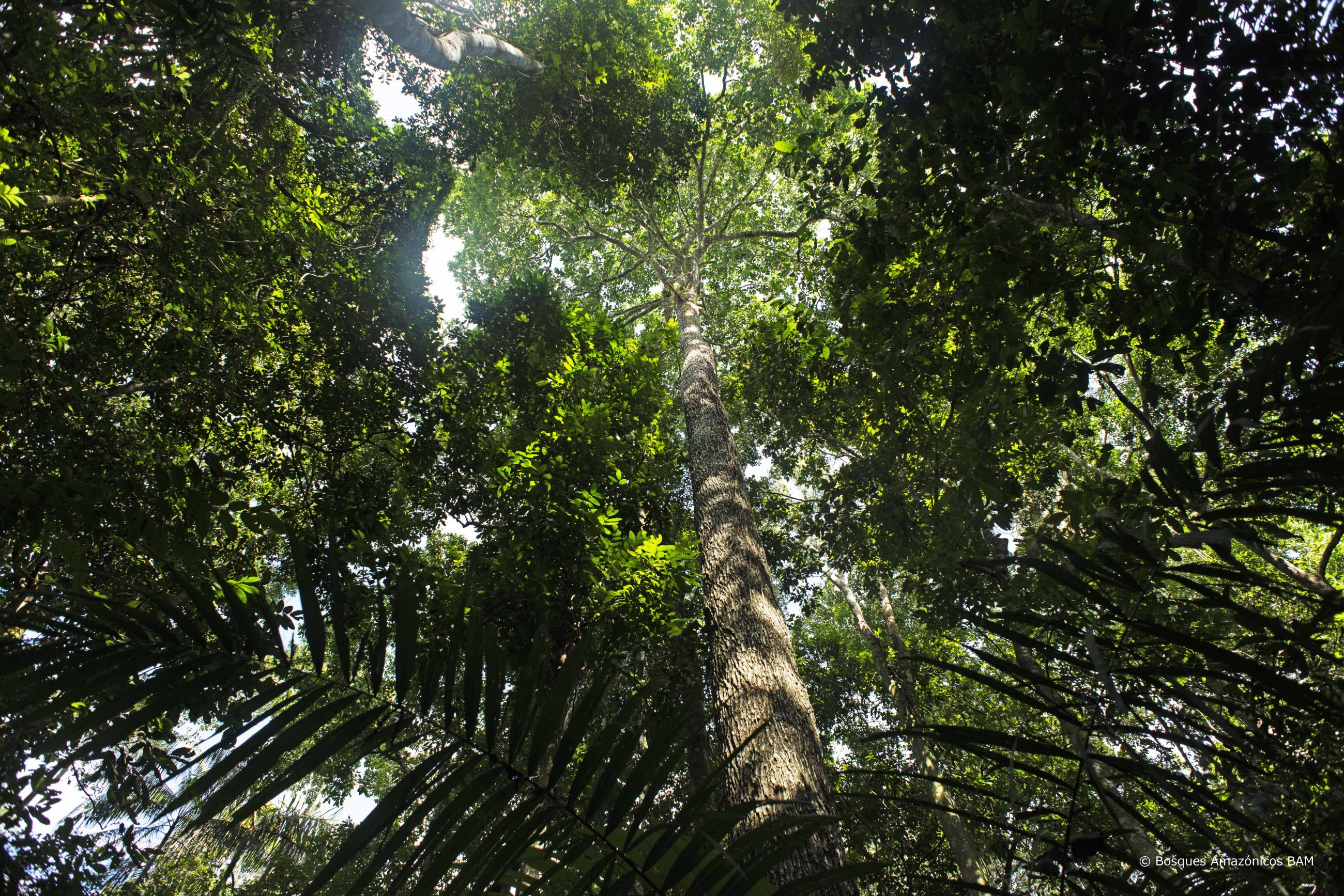 Forest protection project Tambopata | ClimatePartner