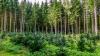 Carbon offset wald 