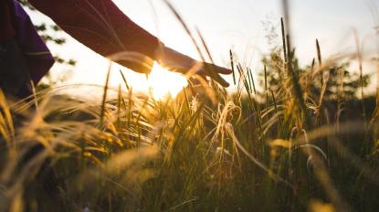 Person walks through a field of crops