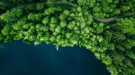 Forest from above