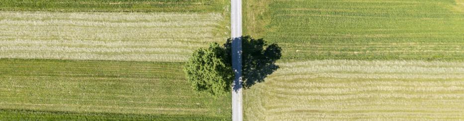 Luftaufnahme von zwei Feldern, die durch einen Feldweg geteilt sind. Das eine ist grün, das andere gelblich