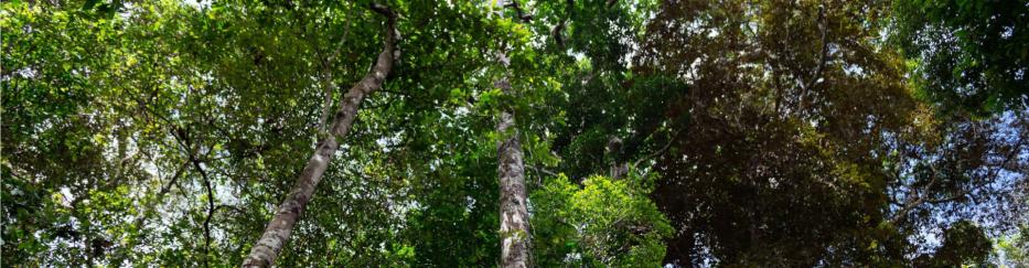 Ein Wald mit vielen Laubbäumen, der von unten Richtung Himmel betrachtet wird