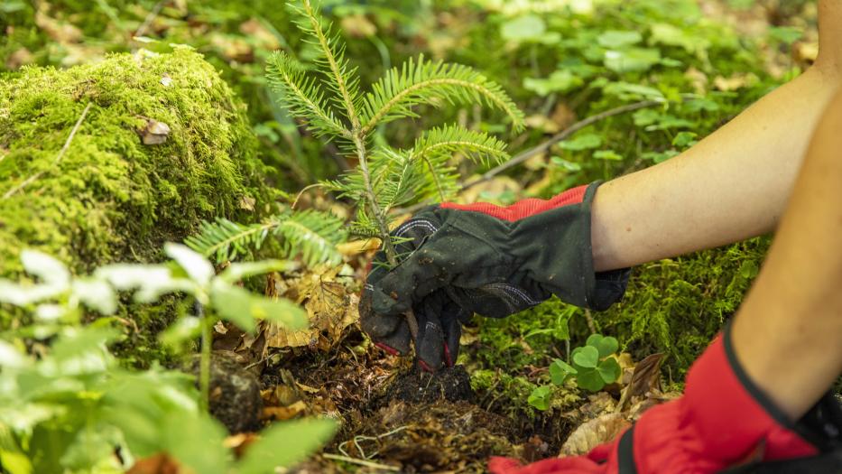 Behandschuhte Hand pflanzt Nadelbaum-Setzling